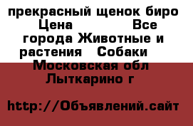 прекрасный щенок биро › Цена ­ 20 000 - Все города Животные и растения » Собаки   . Московская обл.,Лыткарино г.